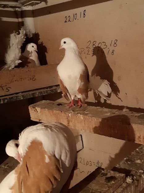  - Voltati cāpāciți pe galben2018