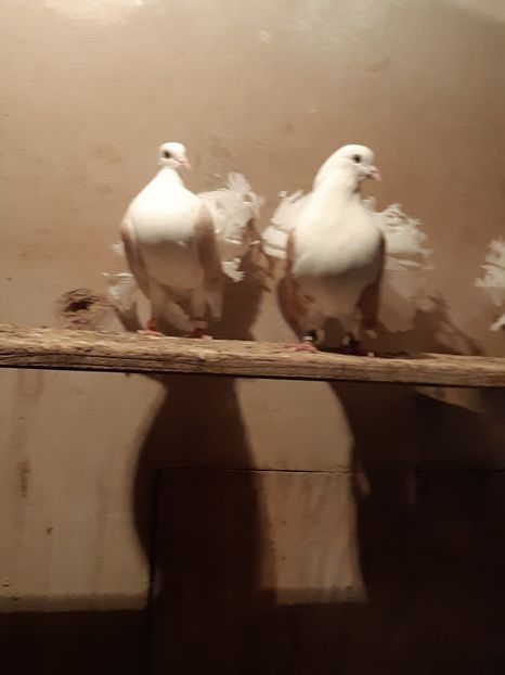  - Voltati cāpāciți pe galben2018