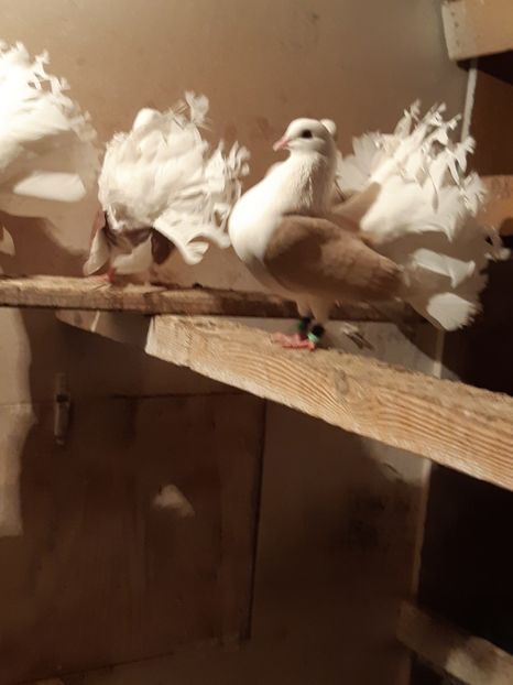  - Voltati cāpāciți pe galben2018