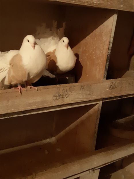  - Voltati cāpāciți pe galben2018