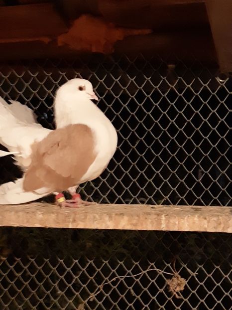  - Voltati cāpāciți pe galben2018