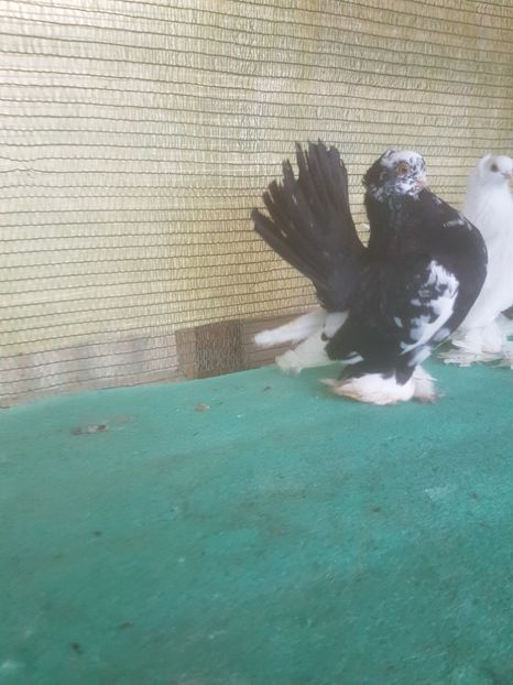 M 2018 - au fost VANDUTI