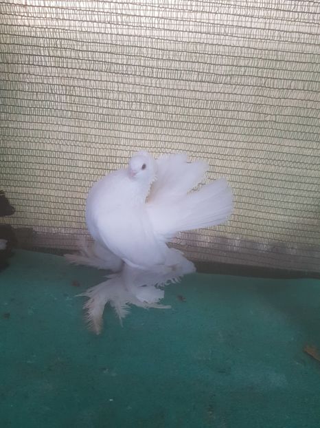 F 7462, 2016 - de VANZARE SIBERIENI FEMELE