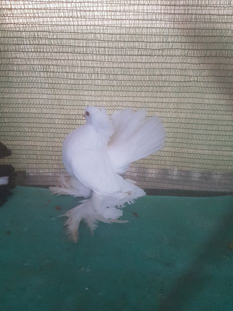 F 7462, 2016 - de VANZARE SIBERIENI FEMELE