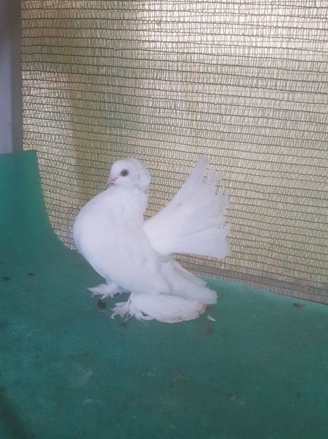 F f inel 2018; 100 lei - de VANZARE SIBERIENI FEMELE