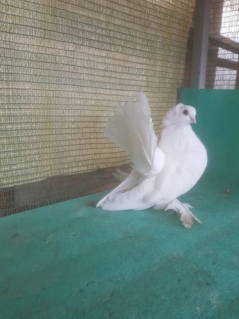 F f inel 2018; 100 lei - de VANZARE SIBERIENI FEMELE