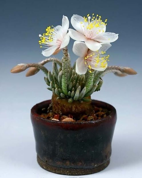 Kitoi: Avonia quinaria ssp. alstonii - Vase - aranjamente - accesorii