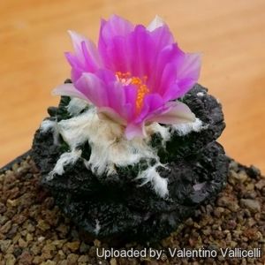 Ariocarpus fissuratus cv. Godzilla - Whish list pentru viata urmatoare1