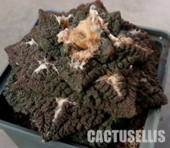 Ariocarpus fissuratus cv. Godzilla - Whish list pentru viata urmatoare1