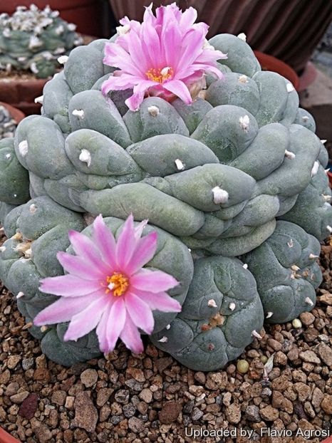 Lophophora fricii cv Marbles - Whish list pentru viata urmatoare1
