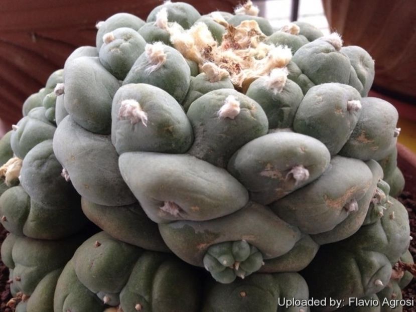 Lophophora fricii cv. Marbles - Whish list pentru viata urmatoare1