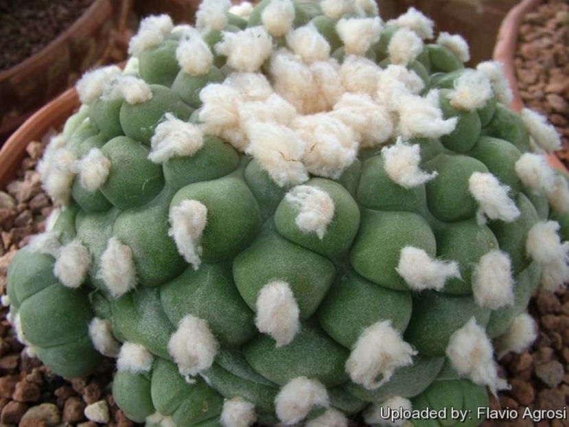 Lophophora fricii cv. Marbles - Whish list pentru viata urmatoare1