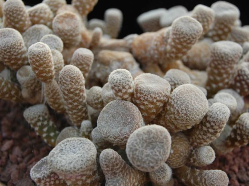 Puna clavarioides - Whish list pentru viata urmatoare1