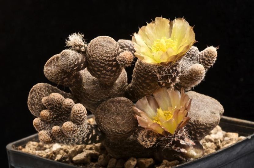 Puna clavarioides - Whish list pentru viata urmatoare1