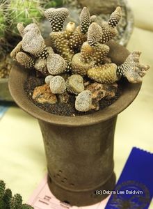 Puna clavarioides - Whish list pentru viata urmatoare1