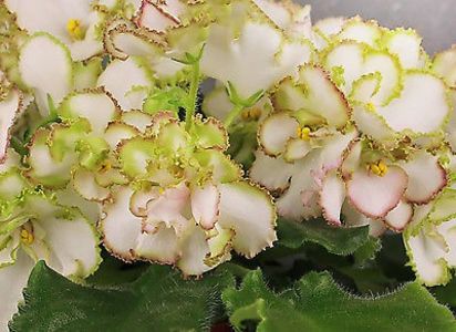 Av skazka poză net - Av Skazka zz