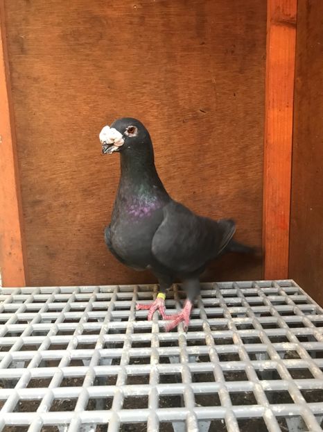 D2B2065D-1D76-4EA2-AFF9-D0E9CB11CCF9 - Italieni Vanduti