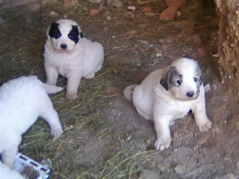 sedinta foto.)) - AA Kinga si o noua generatie Ciobanesc de Bucovina in octombrie 2018