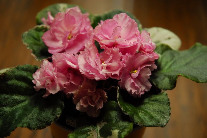 Poză net - Rebels Rose Bud zz