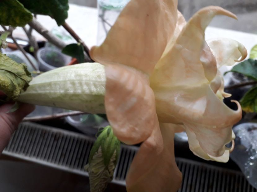  - Citronella