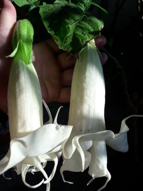  - brugmansii 2018 2