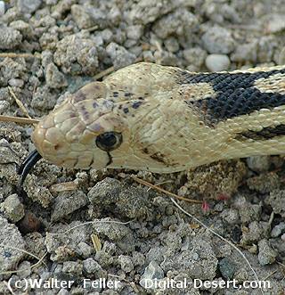 320-snake-gopher-snake-5176 - Snakes