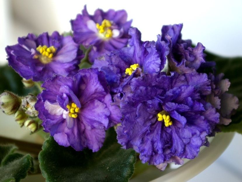 Poză net - Ek Vladimir zz