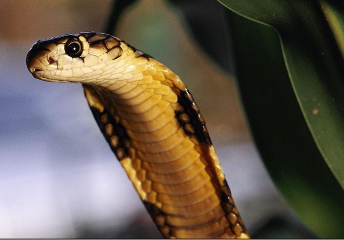 king-cobra-snakes-pictures-ophiophagus-hannah - Snakes