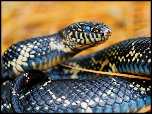 king-snake-10488