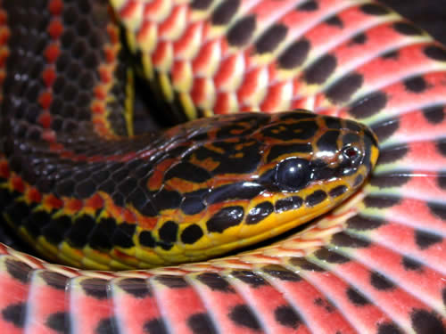 Rainbow%20Snake%20Farancia%20erytrogramma_big