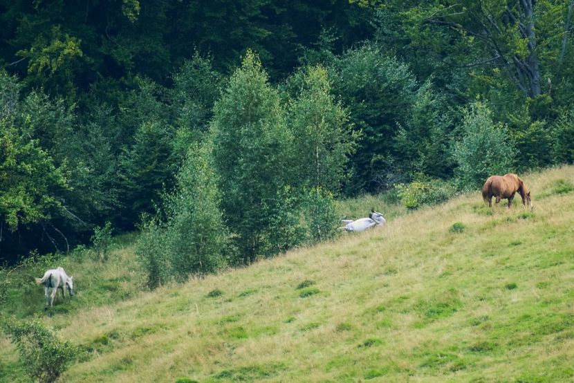  - Photo 16 - August