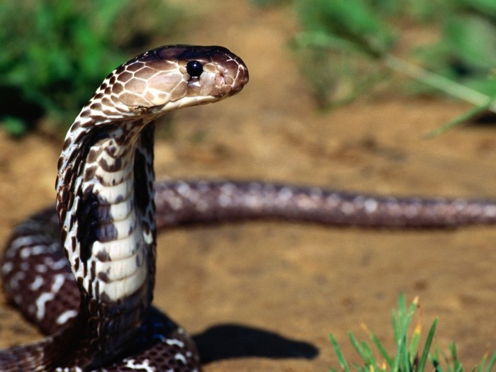 Snake_in_desert - Snakes