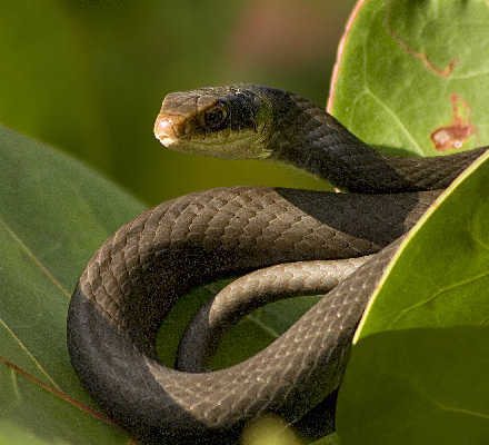 Snake_Racer_155-5592 - Snakes