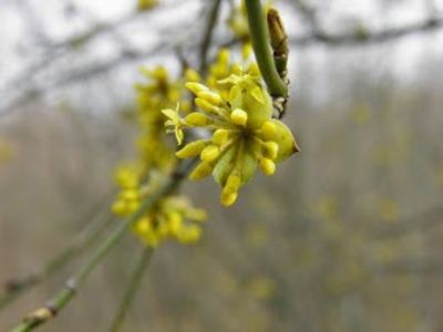 Flori de corn - CORNI SALBATICI