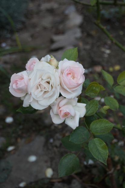  - Aspirin Rose