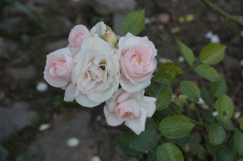  - Aspirin Rose