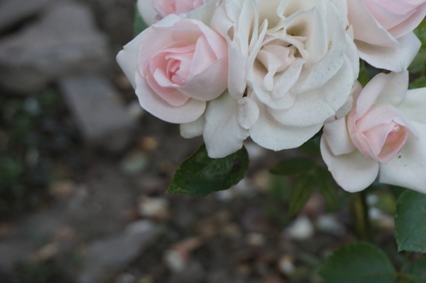  - Aspirin Rose