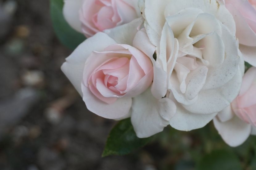  - Aspirin Rose