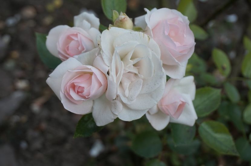  - Aspirin Rose