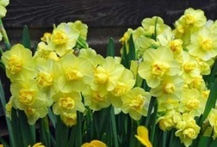 narcise Double Yellow Cheerfulness - 2 NOUTATI în colecția mea - 2018 -2019