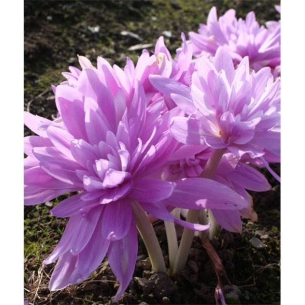 Colchicum autumnale (Branduse de toamna) - Waterlily - 2 NOUTATI în colecția mea - 2018 -2019