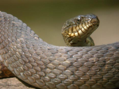 water-snake-composition - Snakes