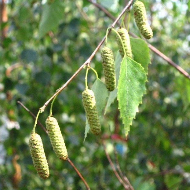 Betula-pendula-coconii - MESTEACANUL