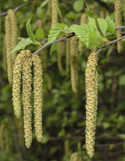 Florile coconii - MESTEACANUL