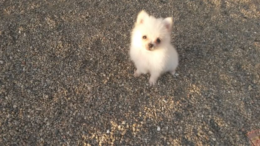 IMG-20181112-WA0026 - Molly pomeranian