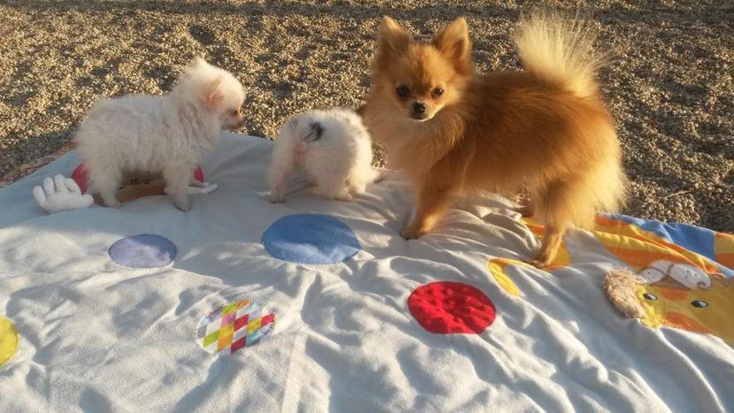 IMG-20181112-WA0012 - Molly pomeranian