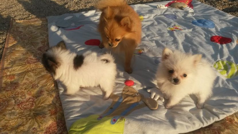 IMG-20181112-WA0014 - Molly pomeranian