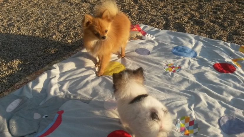 IMG-20181112-WA0010 - Molly pomeranian