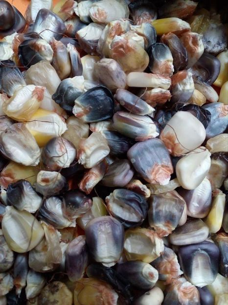  - SEMINTE PORUMB INDIAN - P 11