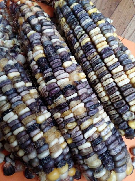  - SEMINTE PORUMB INDIAN - P 11